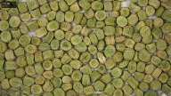 seed