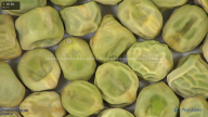 column seed