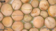 column seed