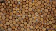 seed