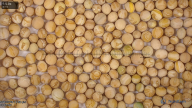 column seed