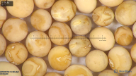 column seed