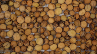 seed