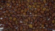 seed