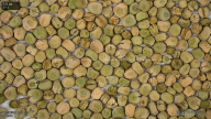 seed