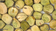 column seed