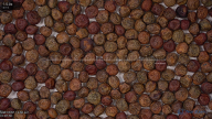 seed