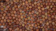 seed