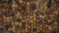 seed