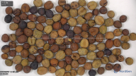 column seed