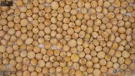 seed