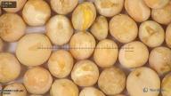column seed