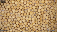 seed