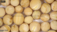 column seed