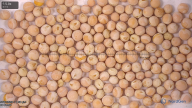 seed