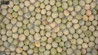 seed