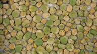 seed