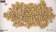 column seed