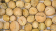 column seed