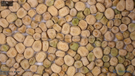 seed