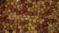 seed