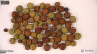 column seed
