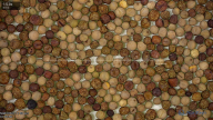 seed