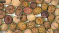 column seed