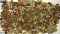 column seed