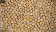 seed
