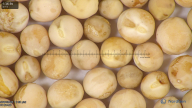 column seed