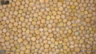 seed
