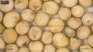 column seed