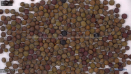 seed