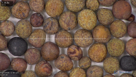 column seed