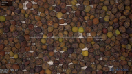 seed