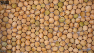seed