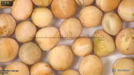 column seed