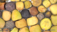 column seed