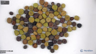 column seed