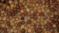 seed