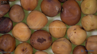 column seed