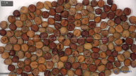 seed