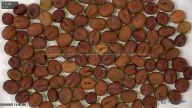 seed