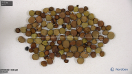 seed