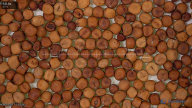 seed