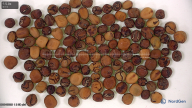 seed