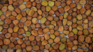 seed