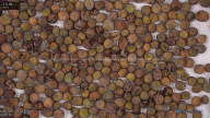 seed