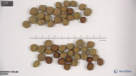 seed